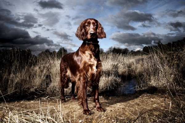 Photograph Chris Frazer Smith Red Setter on One Eyeland